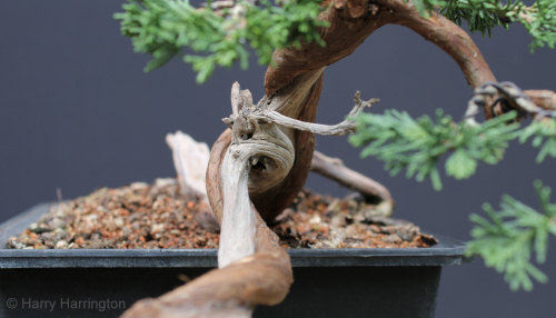 juniper bonsai